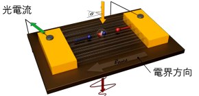 Terahertz science discloses the ultrafast photocarrier dynamics in carbon nanotubes