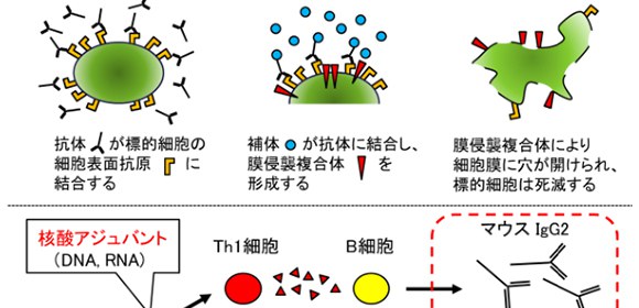 A vaccine targeting aged cells mitigates metabolic disorders in obese mice 