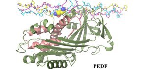  Catch and release: collagen-mediated control of PEDF availability
