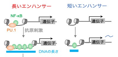 Mechanisms of threshold or switch-like gene expression response clarified by omics data analysis and mathematical modeling