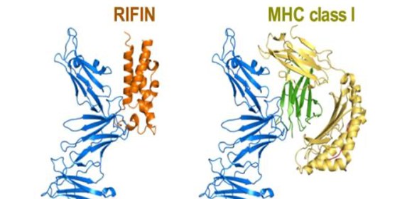 Structural basis for RIFIN-mediated activation of LILRB1 in malaria