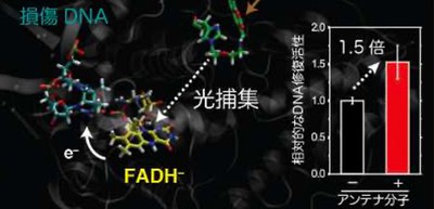 Future applications of optogenetics: DNA repair capacity enhanced by light-harvesting chromophores