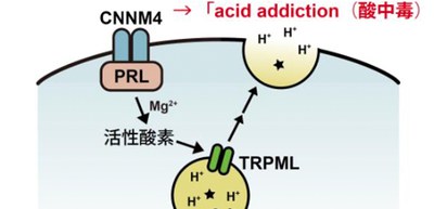 Lysosomal exocytosis causes cancerous cells to grow in acid addiction