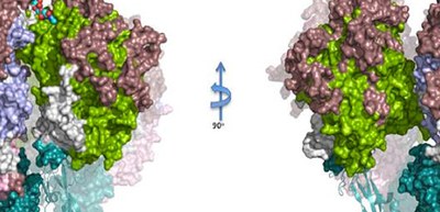 Crystal structures of M. pneumoniae proteins play a critical role in infection