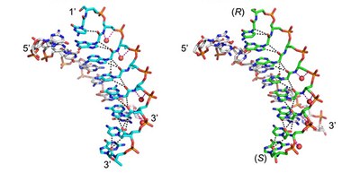 Mechanisms of stabilization of synthetic analogues of natural nucleic acids in helical structures clarified