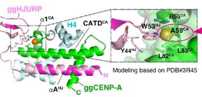 Mechanisms and evolution of amino acids necessary for cell division clarified