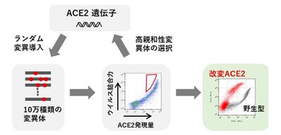 Promising neutralizing agent for coronavirus developed