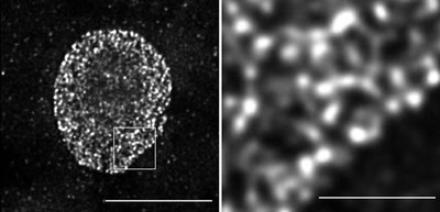 How genes change spatial positioning for gene expression in response to environmental changes clarified