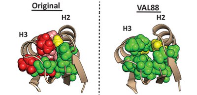 Thermostable designed proteins that have a robust folding ability despite the loosened packing