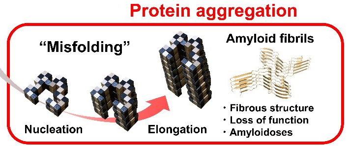 Supersaturation: the barrier between protein folding and misfolding