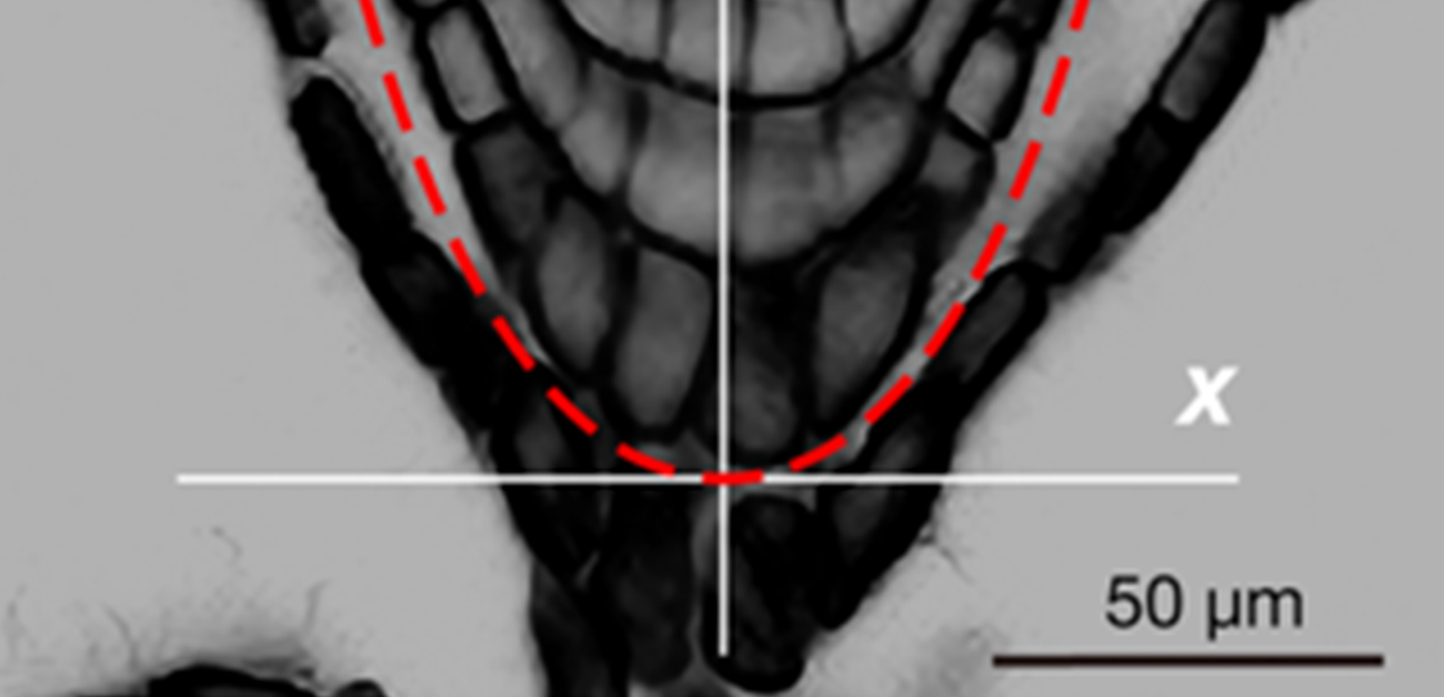 Root cause: Plant root tips are constrained to a dome shape common to arch bridges