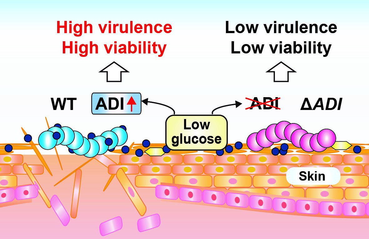 How Streptococcus Pyogenes Can Survive On Skin And Cause Skin 