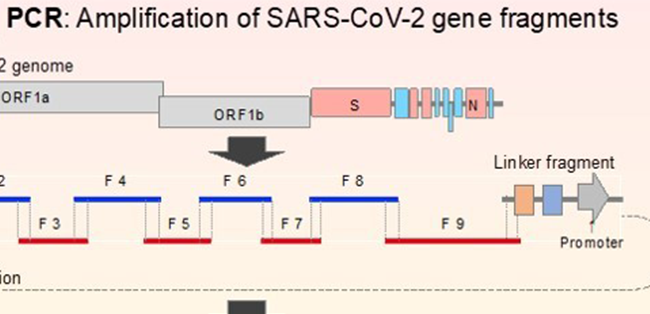 A novel, quick, and easy system for genetic analysis of SARS-CoV-2