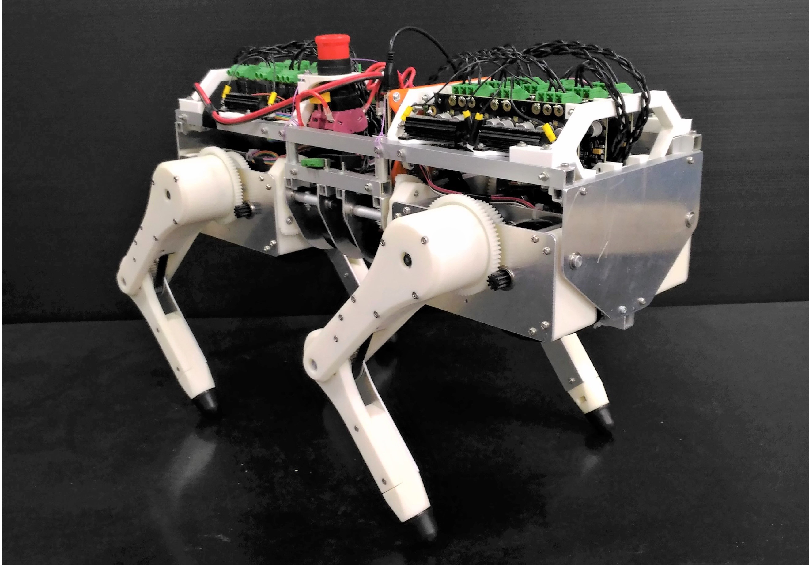 Discovering candidate for reflex network of walking cats: Understanding animals with robots