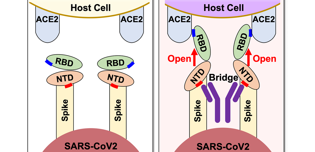 Antibodies that enhance SARS-CoV-2 infection -- A possible factor for severe COVID-19
