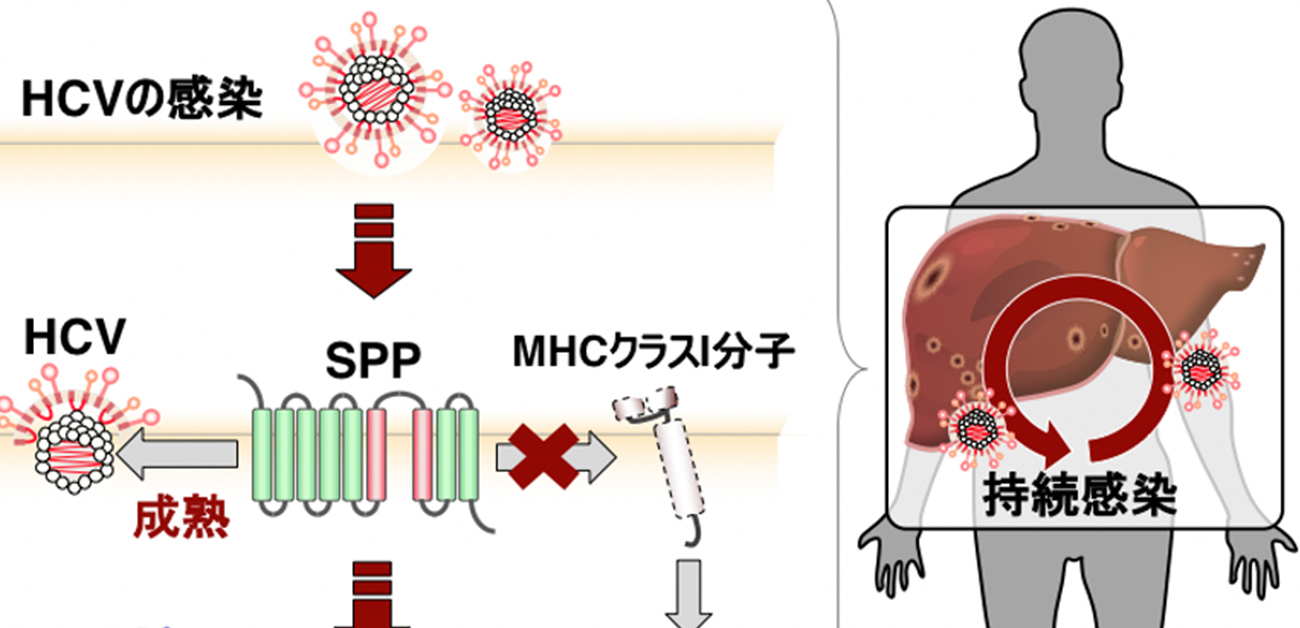 How hepatitis C virus evades the immune system