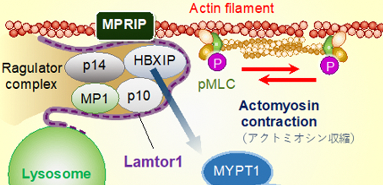 The molecular underpinnings of immune cell migration