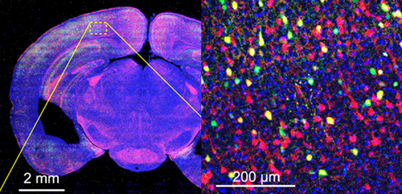 Seeing both the forest and the trees: Trans-scale scope shows big picture of tiny targets