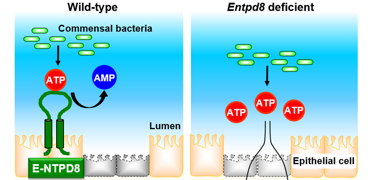 No more aggravation: ATP-hydrolyzing ectoenzyme E-NTPD8 attenuates colitis