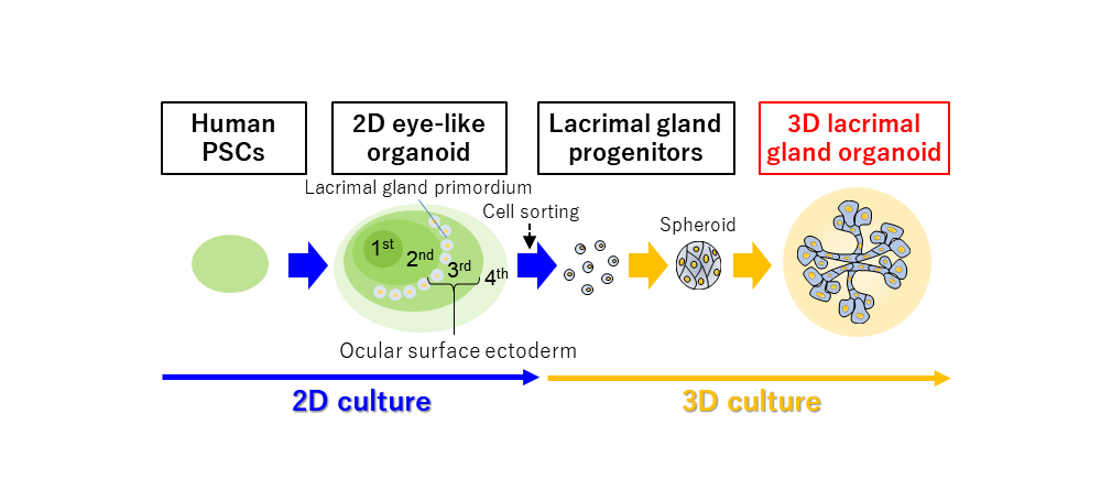 Nothing to cry about: the development of tear duct organoids