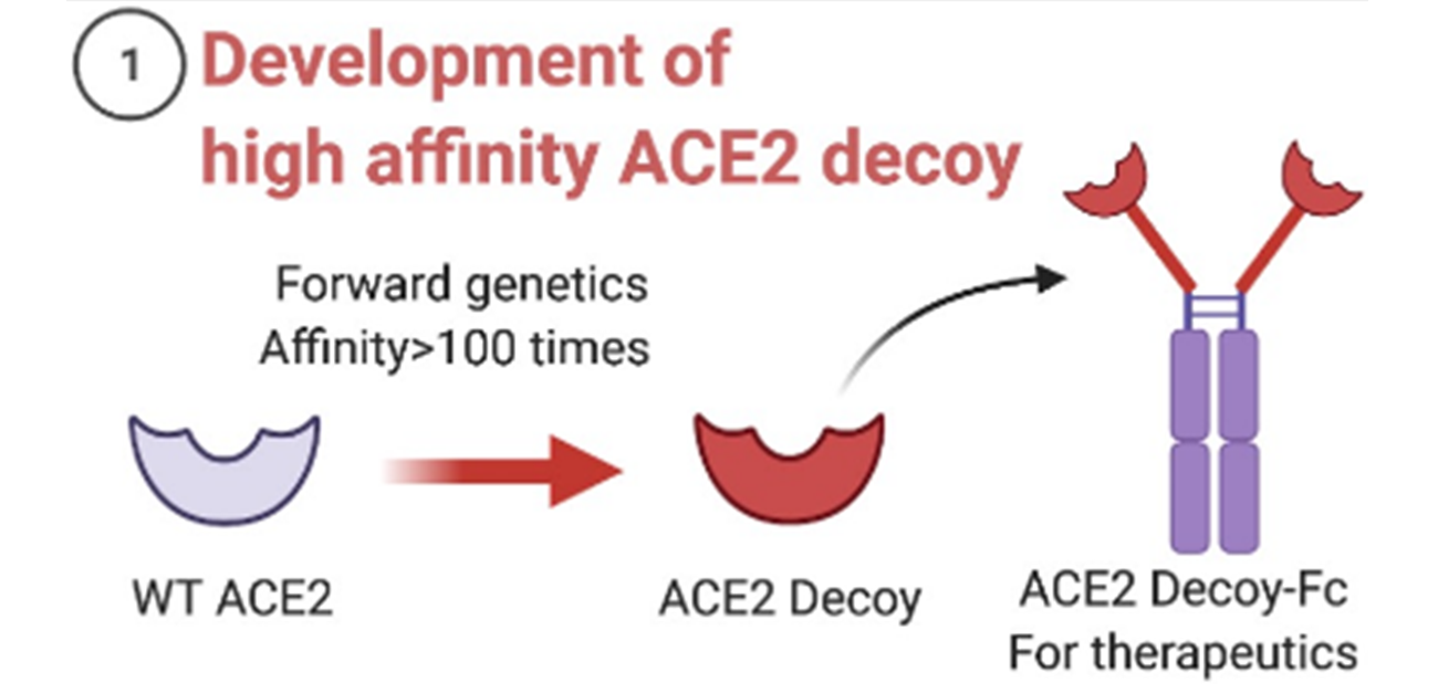 Decoy receptor protects against Omicron infection