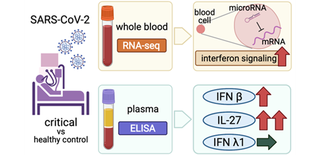 Whole blood RNA profiling of severe COVID-19 cases