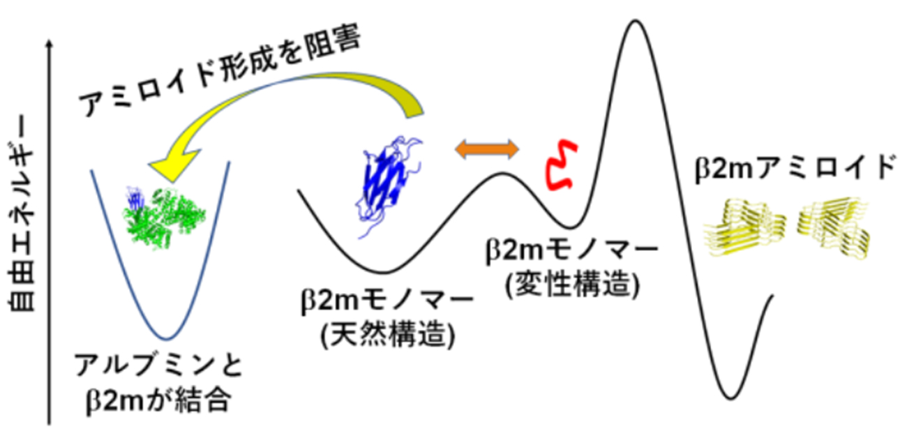 Serum albumin could prevent amyloid fibril formation in dialysis patients