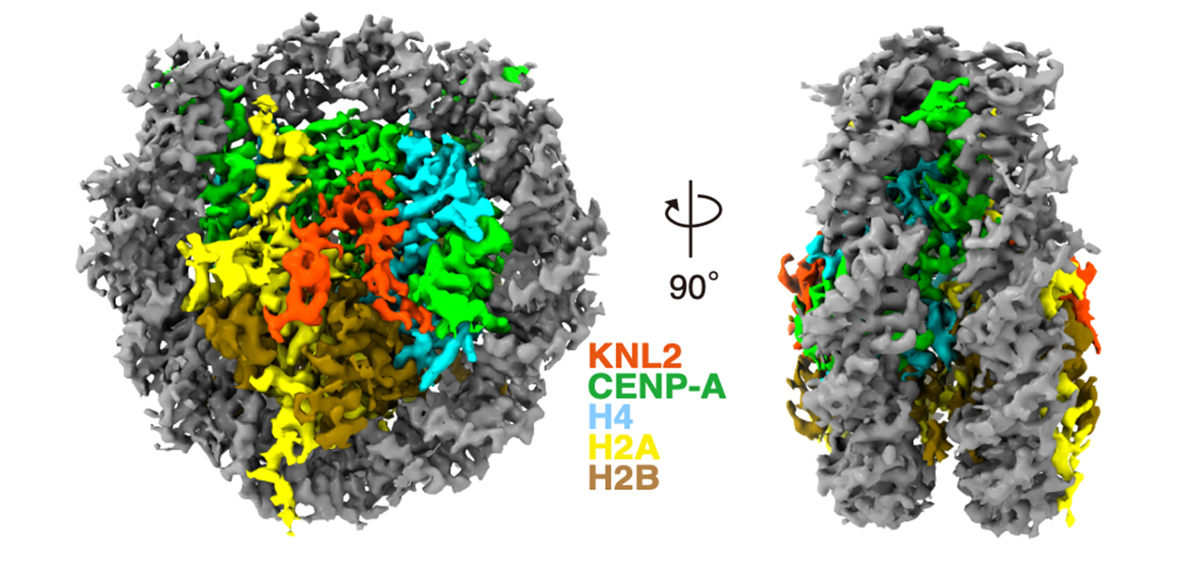 New insights into centromere structure