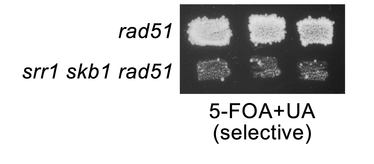 Yeast Screen Uncovers Genes Involved in Chromosomal Mutation