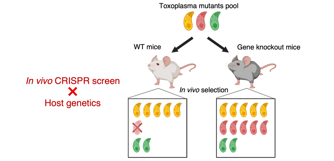 Novel genetic screen provides clues on how a parasite bests the immune system