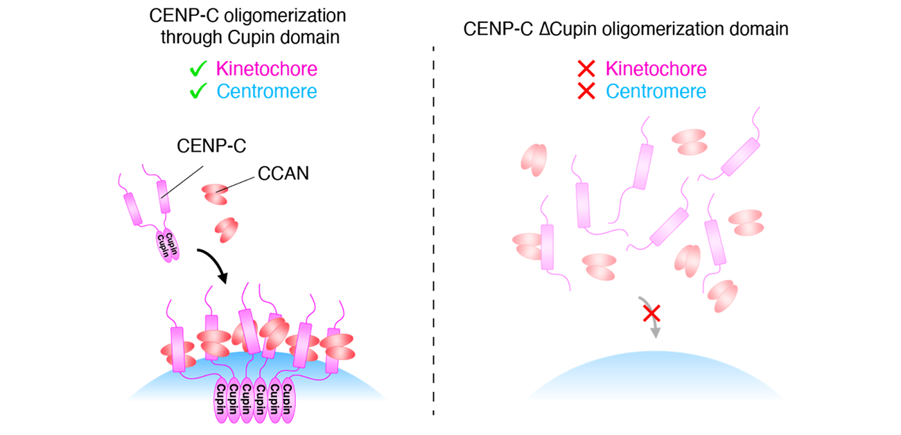 Pulling its weight: the protein key to chromosome movement during cell division