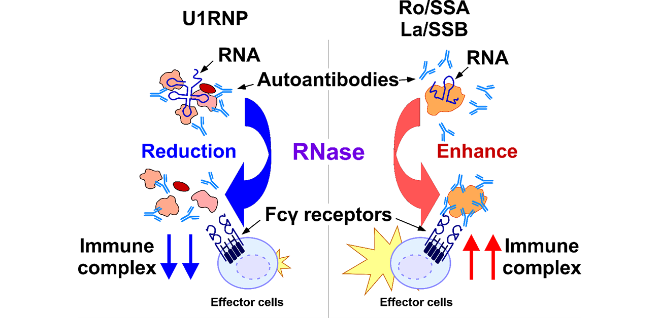 The double face of RNase as a treatment for systemic autoimmune diseases