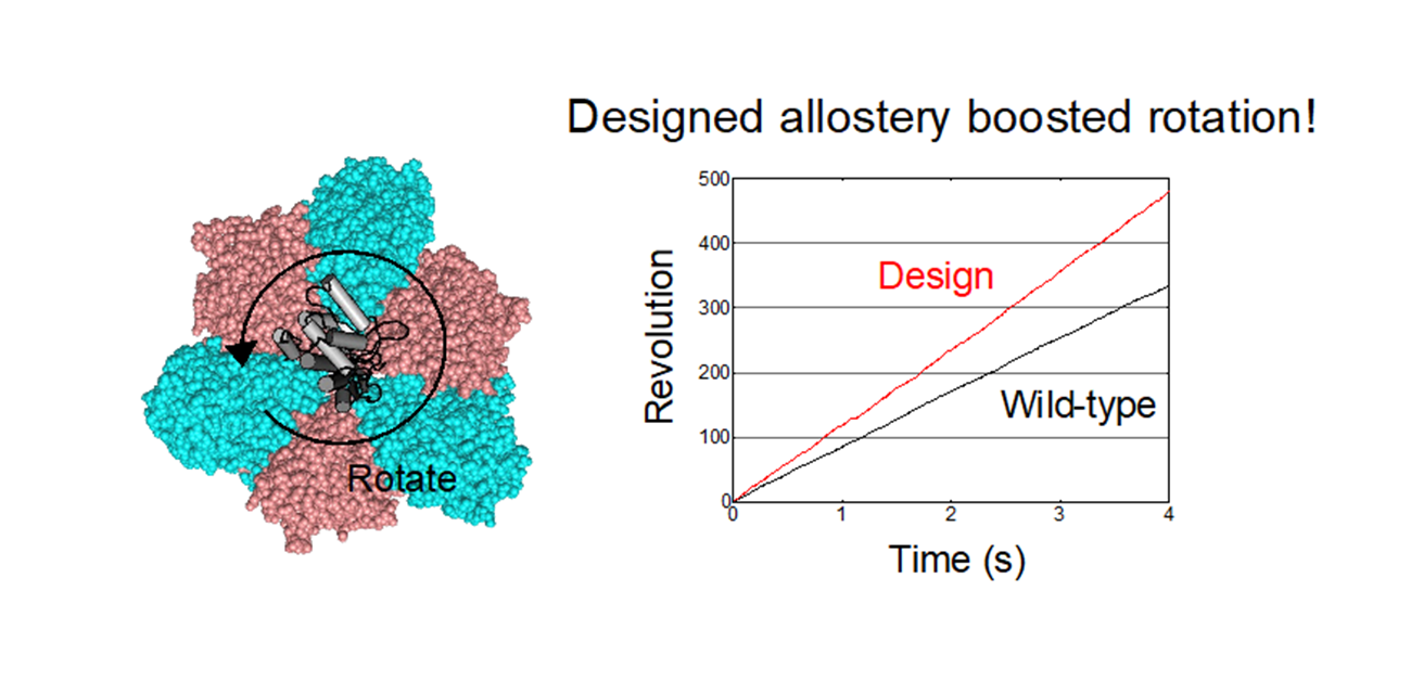 Scientists Develop Strategy to Engineer Artificial Allosteric Sites in Protein Complexes