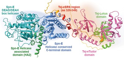 The protein protectors of fertility