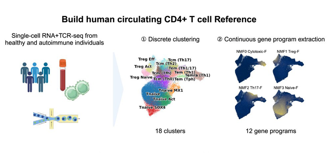 CD4+ T cell patterns linked to autoimmune disorders