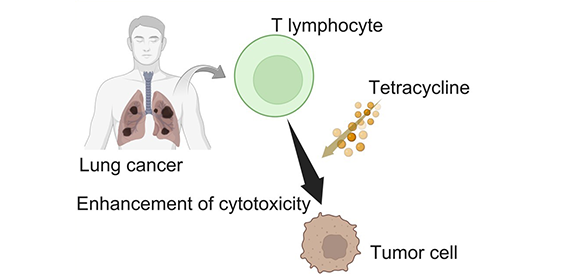 Antibiotics reveal a new way to fight cancer