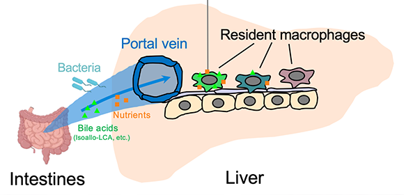 Identifying a new liver defender: The role of resident macrophages