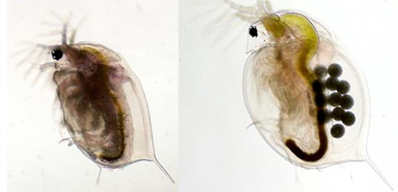 How do genetically identical water fleas develop into different sexes?