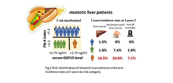 High levels of novel biomarker GDF15 in steatotic liver patients linked to increased liver cancer risk