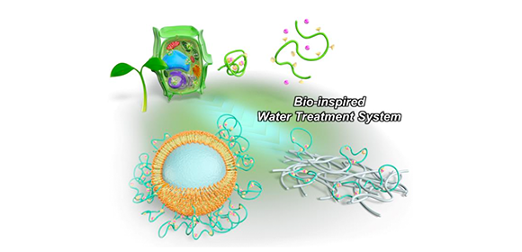 Plant-inspired polymers for water purification