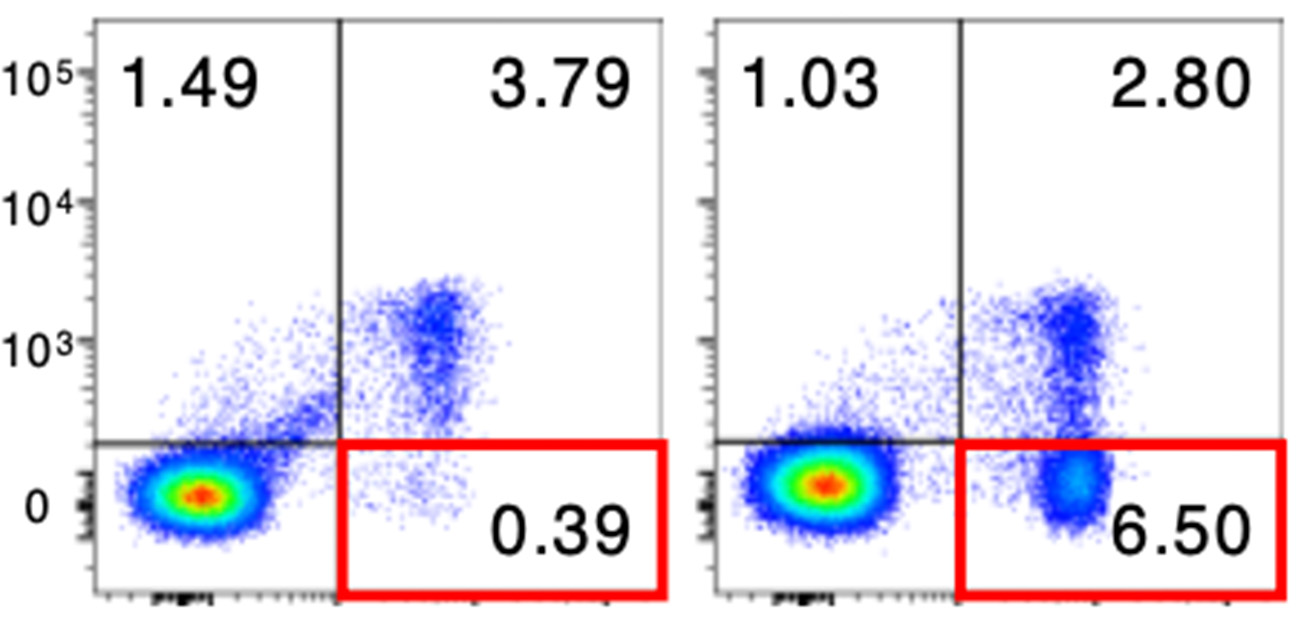 Ikaros–Foxp3 binding mediates target gene repression in Tregs