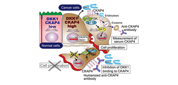 New anti-CKAP4 antibodies deliver hope for pancreatic cancer treatment