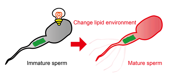 Shocking revelation: an electrically-activated protein regulates spermatogenesis