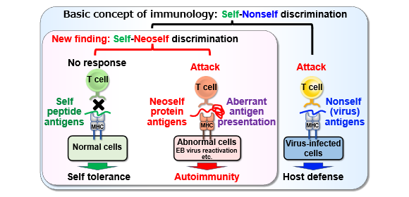 Neoself-antigens induce autoimmunity in lupus