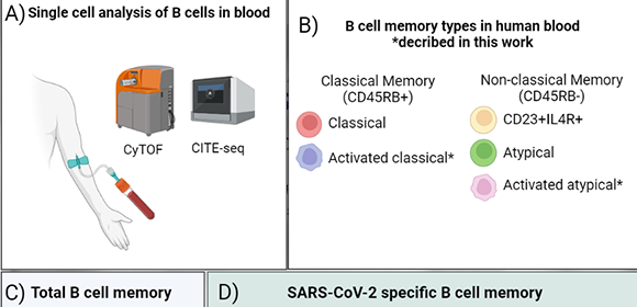 Uncovering the specialized immune cells that fight COVID-19