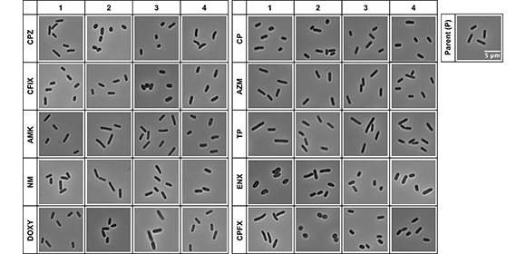 Size matters: bioinformatics accurately detects short, fat antibiotic-resistant bacteria