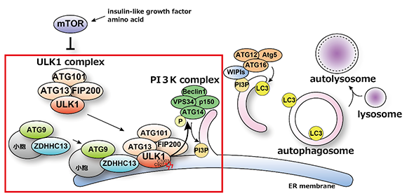 Mechanism behind autophagy trigger unveiled