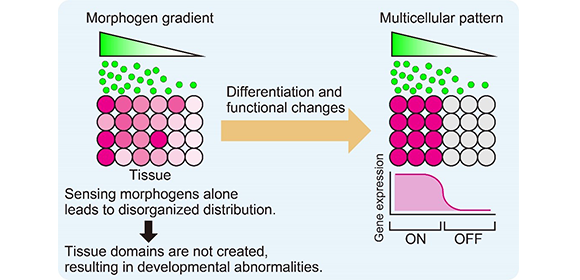 Shedding light on how tissues grow with sharply defined structures