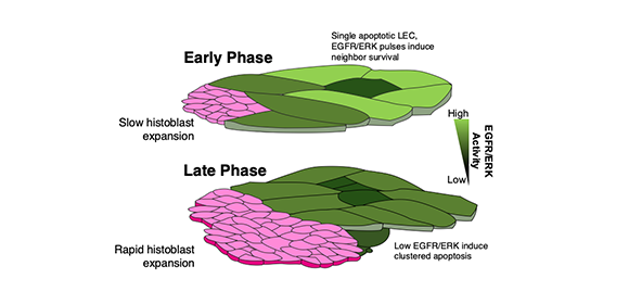 How studying fruit flies can help us understand congenital defects