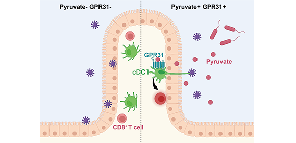 Study reveals how our gut cells detect harmful invaders